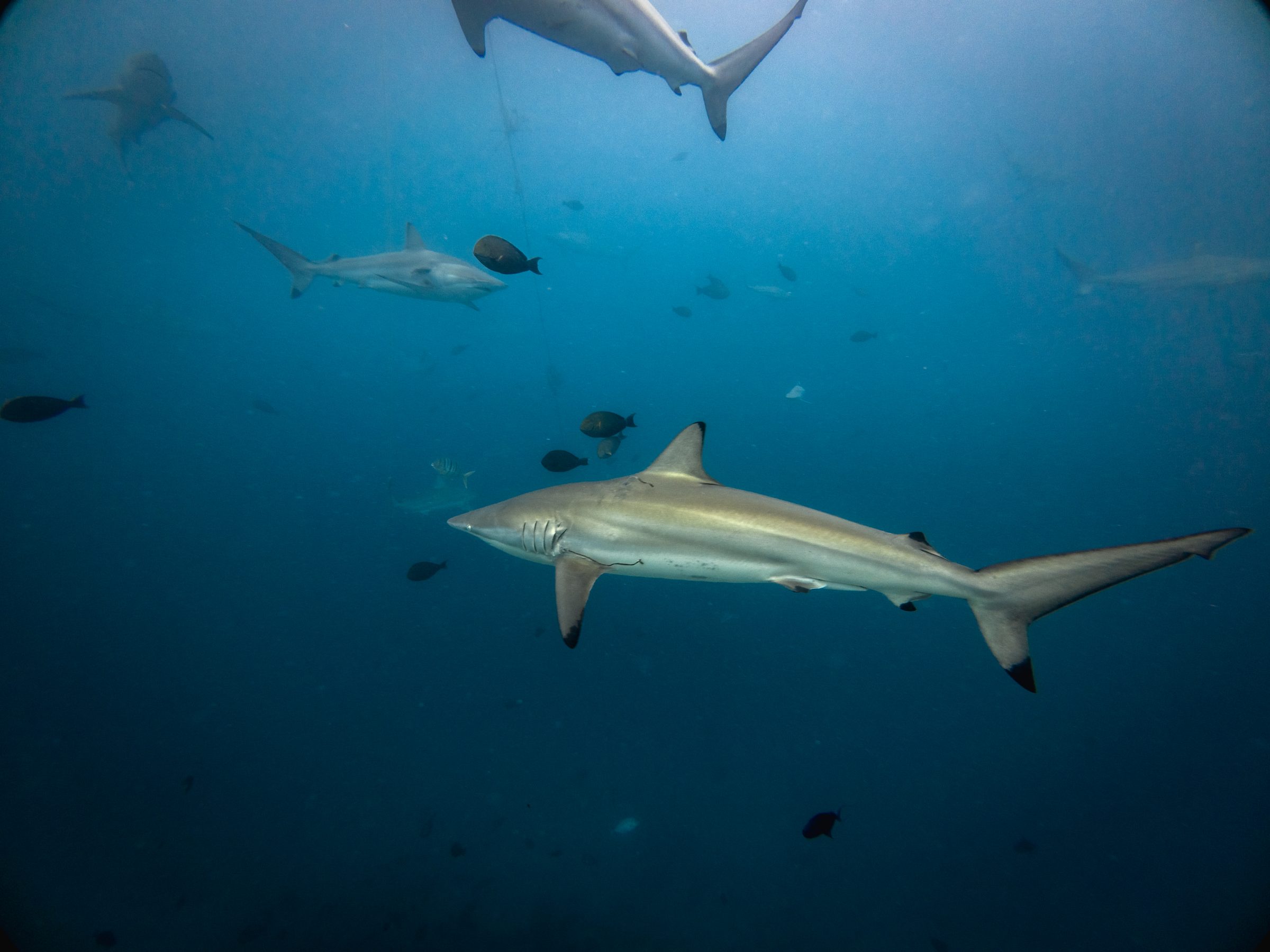 Reef sharks swimming among fish underwater
