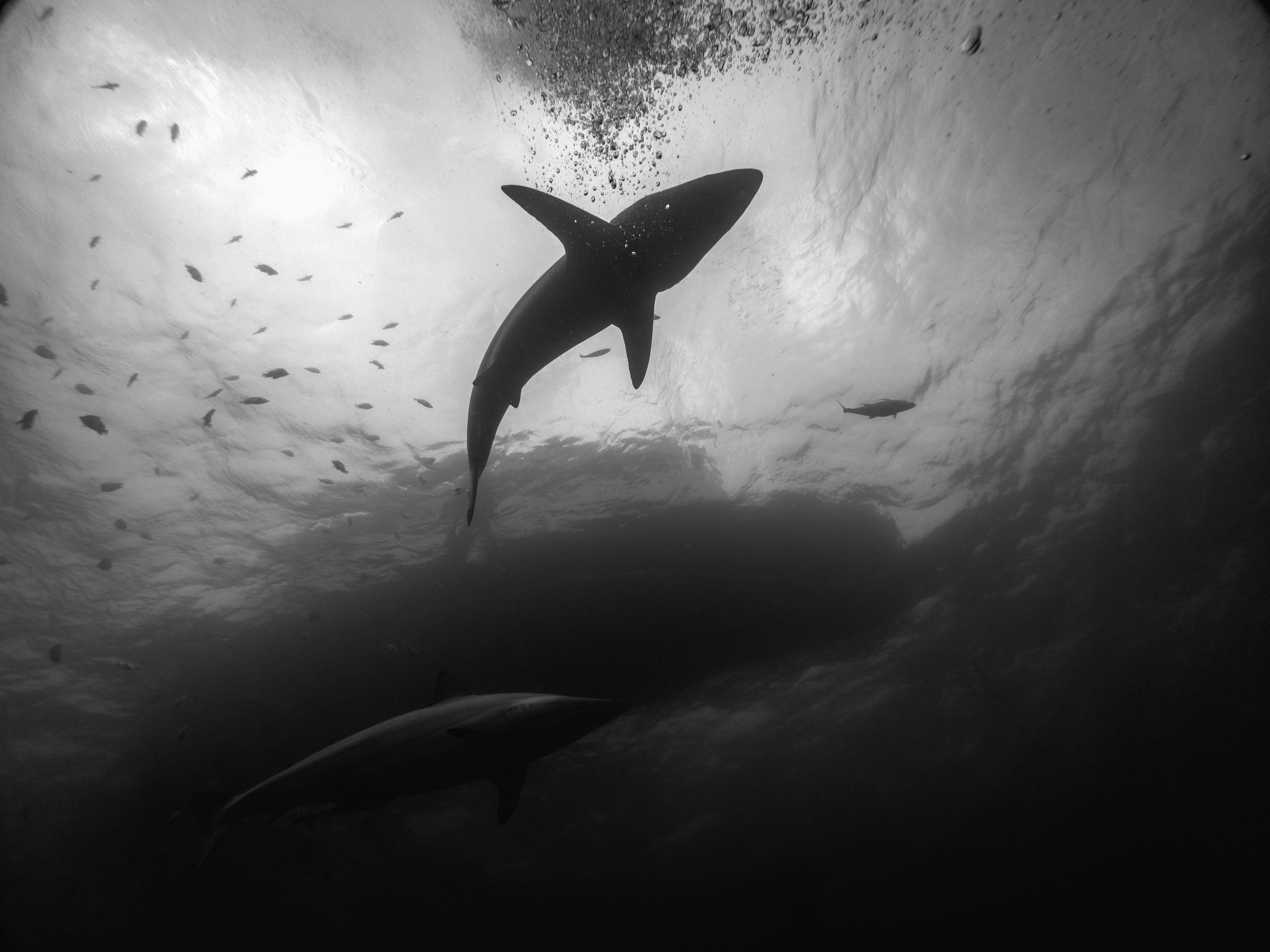 Shark silhouette seen from below against the surface